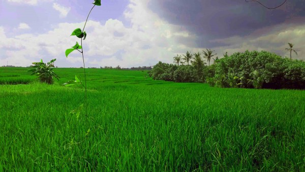 Tabanan,Bali,Indonesia,Land,MLS ID