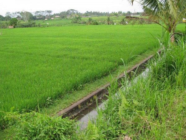 Ubud,Bali,Indonesia,Land,MLS ID