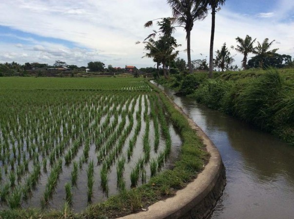 Ubud,Bali,Indonesia,Land,MLS ID