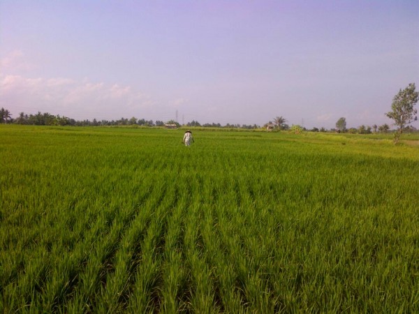 Land,MLS ID