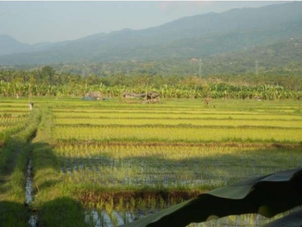 Singaraja,Bali,Indonesia,Land,MLS ID