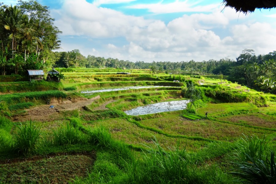 Ubud,Bali,Indonesia,Land,MLS ID