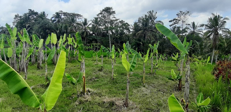 Ubud,Bali,Indonesia,Land,MLS ID