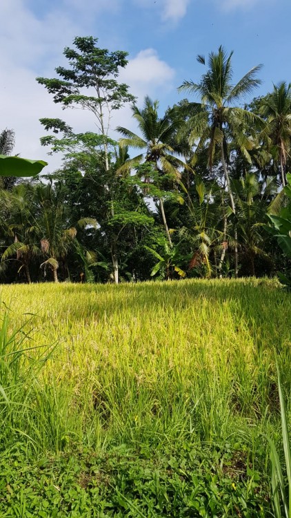 Ubud,Bali,Indonesia,Land,MLS ID