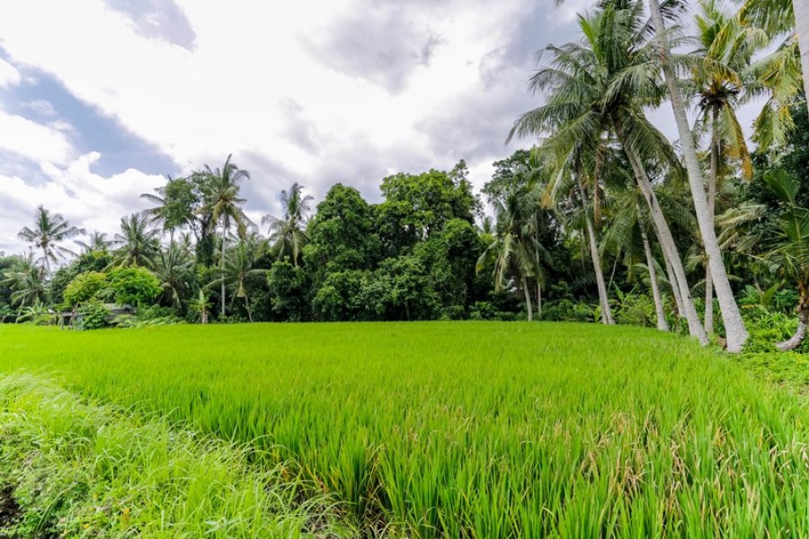 Ubud,Bali,Indonesia,Land,MLS ID