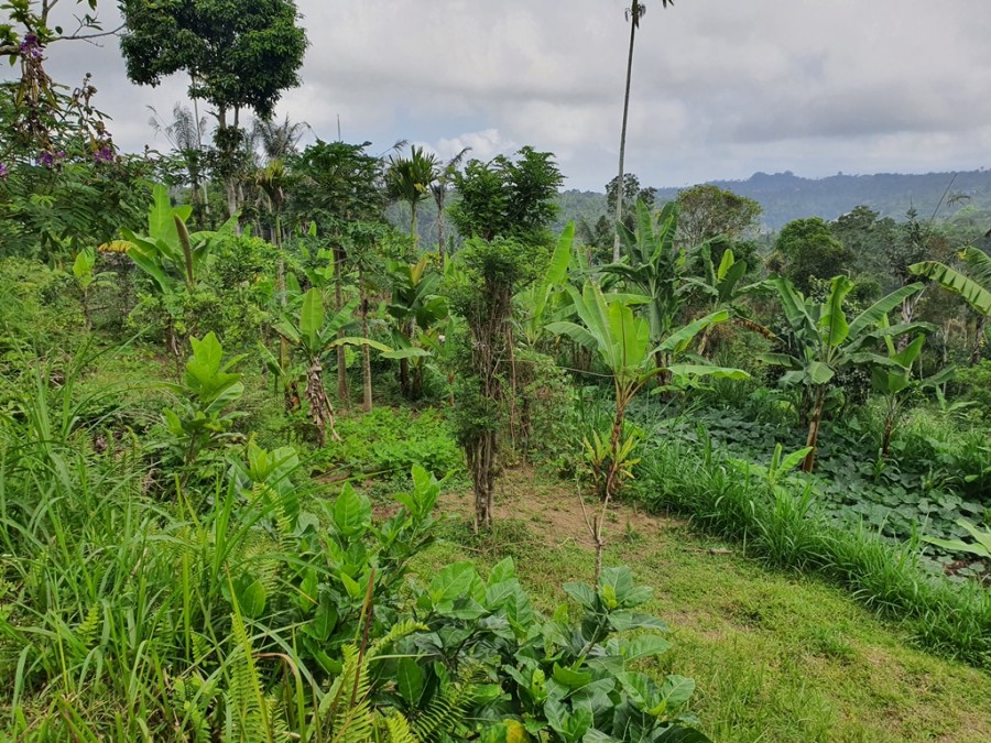 Ubud,Bali,Indonesia,Land,MLS ID