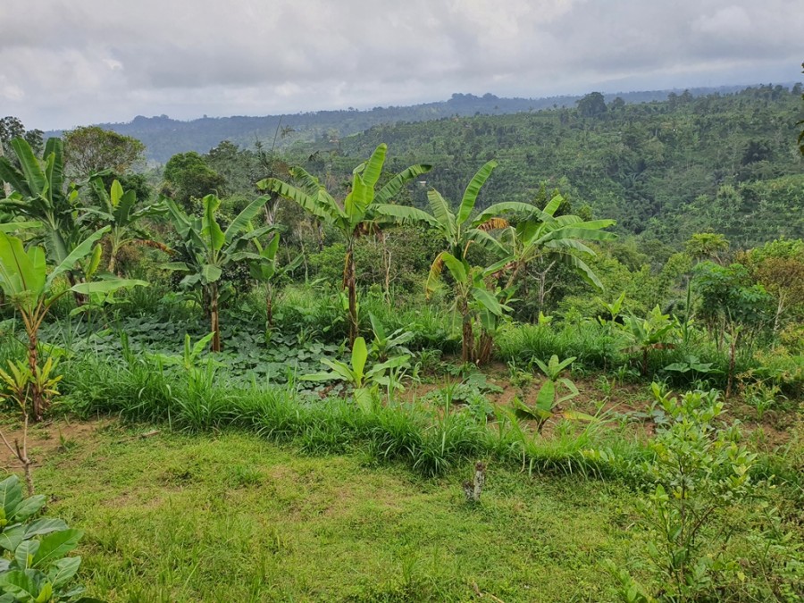 Ubud,Bali,Indonesia,Land,MLS ID