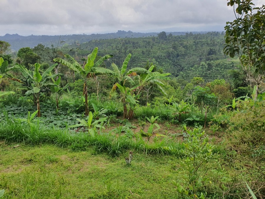 Ubud,Bali,Indonesia,Land,MLS ID