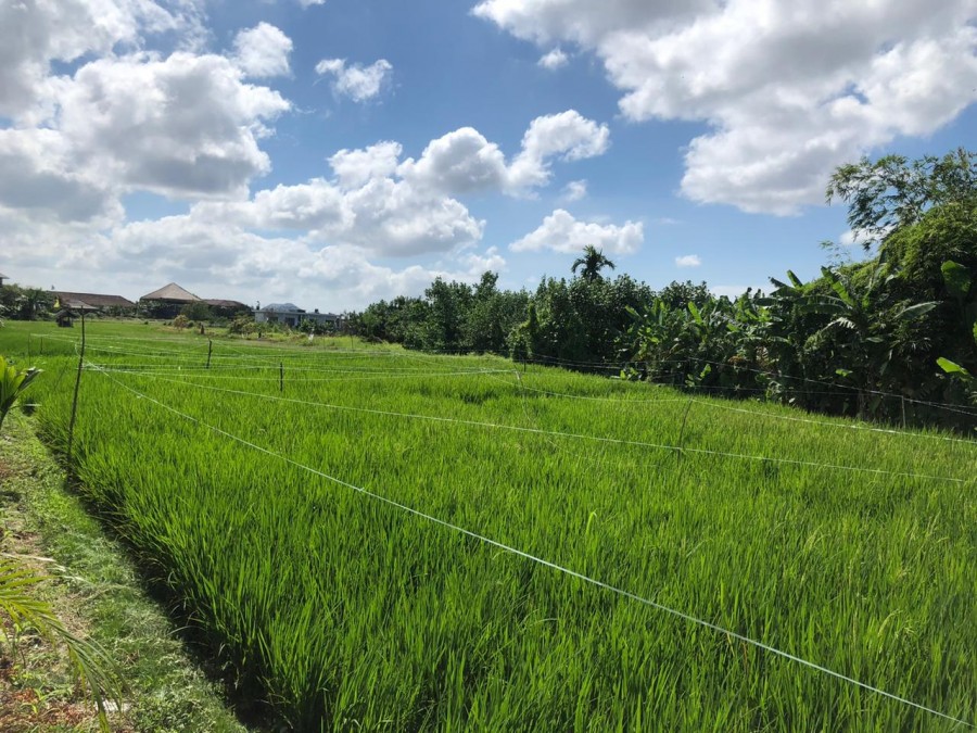 Canggu,Bali,Indonesia,Land,MLS ID