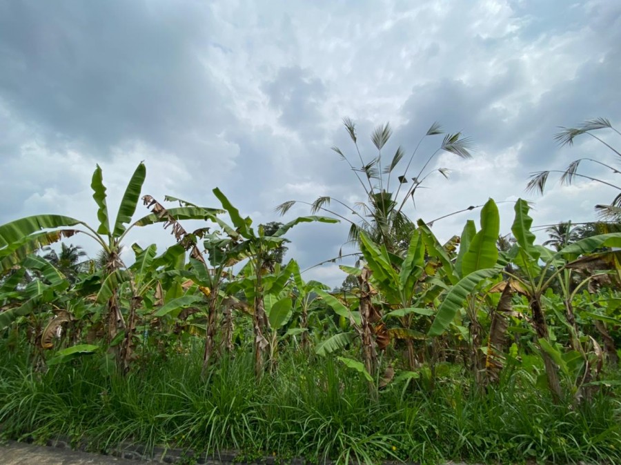 Ubud,Bali,Indonesia,Land,MLS ID