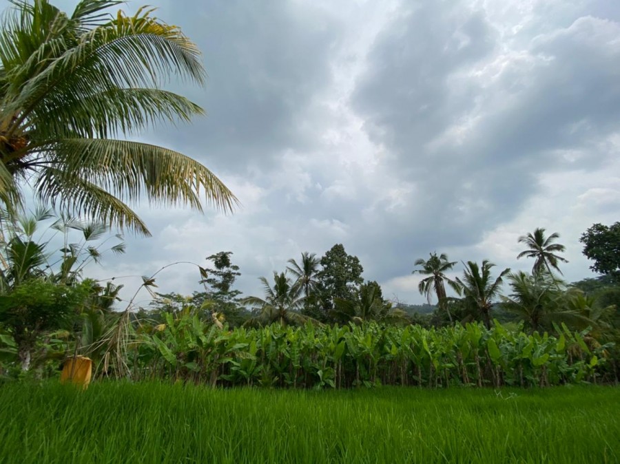 Ubud,Bali,Indonesia,Land,MLS ID