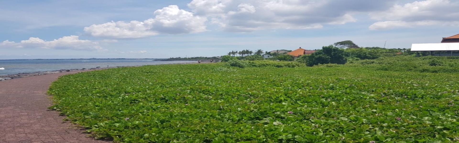 Canggu,Bali,Indonesia,Land,MLS ID