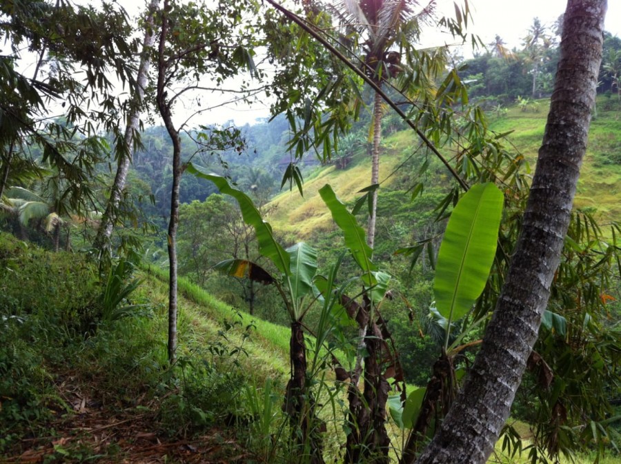 Ubud,Bali,Indonesia,Land,MLS ID