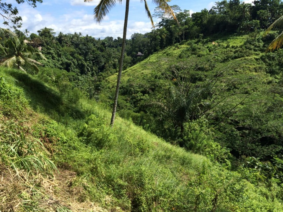 Ubud,Bali,Indonesia,Land,MLS ID