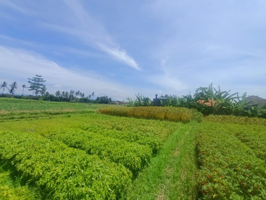 Gianyar,Bali,Indonesia,Land,MLS ID