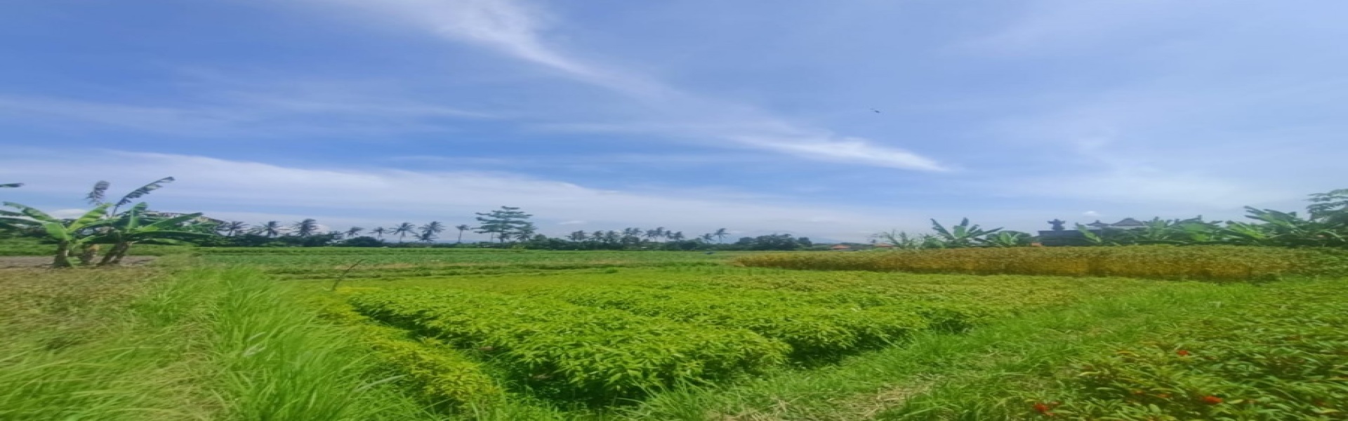 Gianyar,Bali,Indonesia,Land,MLS ID