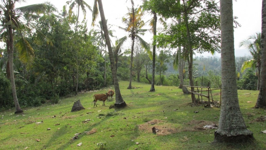 Tabanan,Bali,Indonesia,Land,MLS ID