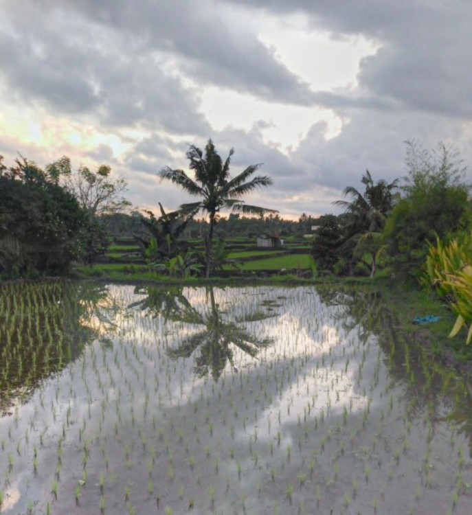 Ubud,Bali,Indonesia,Land,MLS ID