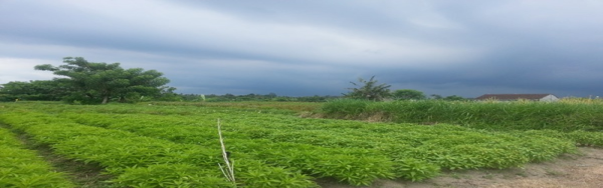 Gianyar,Bali,Indonesia,Land,MLS ID