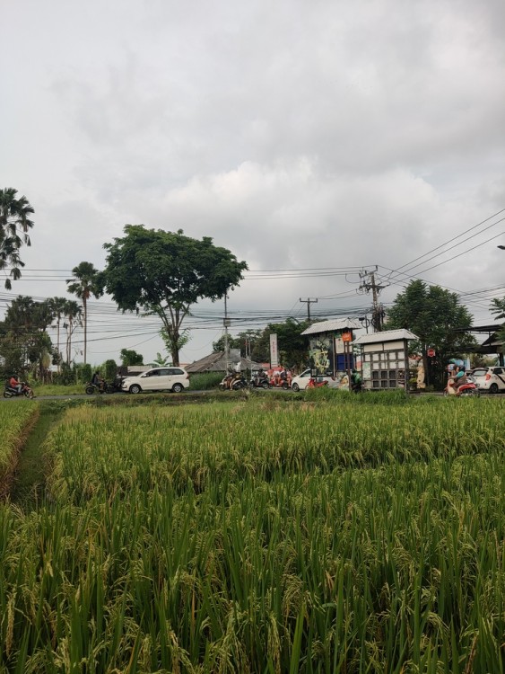 Canggu,Bali,Indonesia,Land,MLS ID