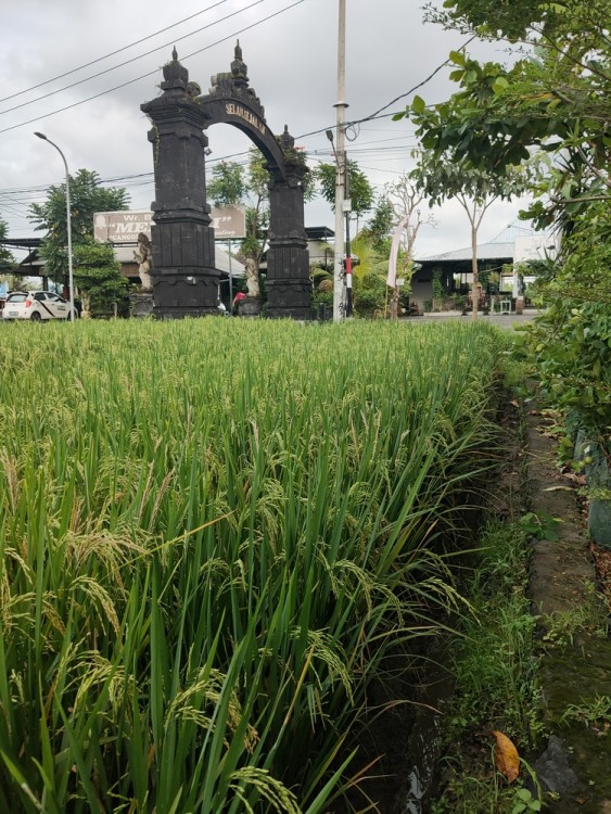 Canggu,Bali,Indonesia,Land,MLS ID