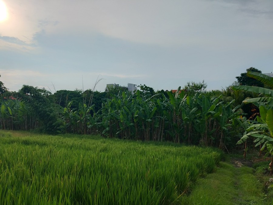 Canggu,Bali,Indonesia,Land,MLS ID