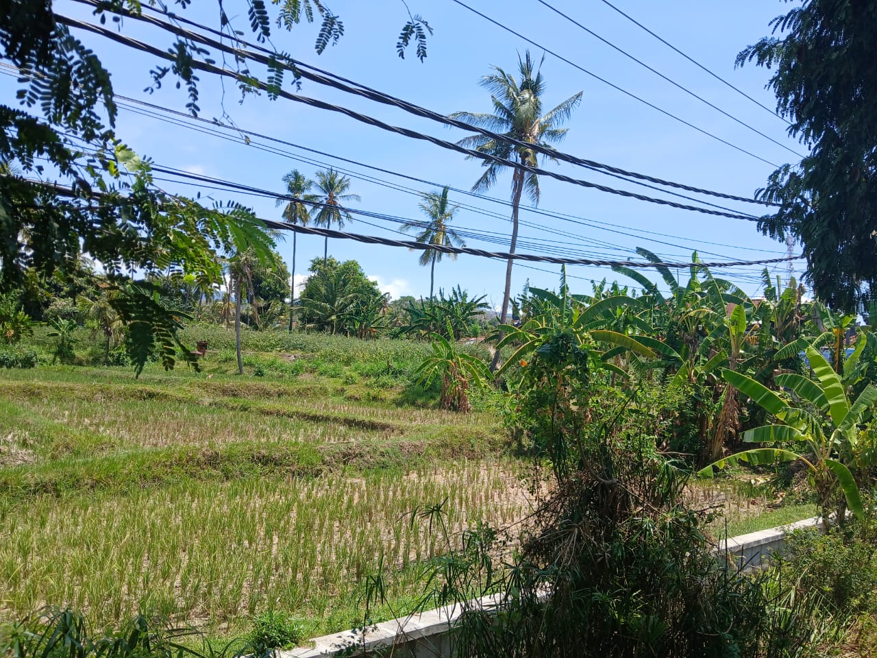 Buleleng,Bali,Indonesia,Land,MLS ID 1821