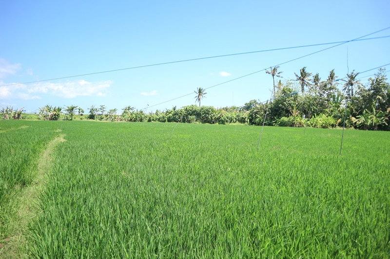 Gianyar,Bali,Indonesia,Land,MLS ID 1849