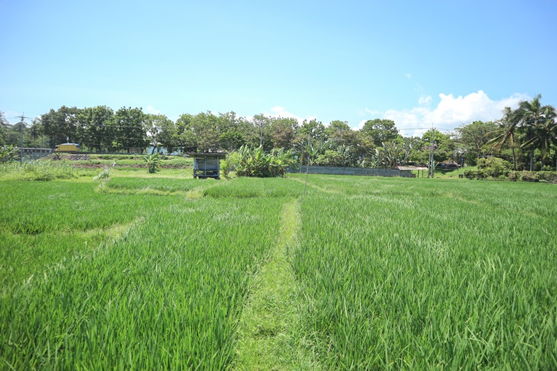 Gianyar,Bali,Indonesia,Land,MLS ID 1849