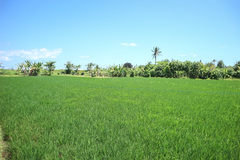 Gianyar,Bali,Indonesia,Land,MLS ID 1849