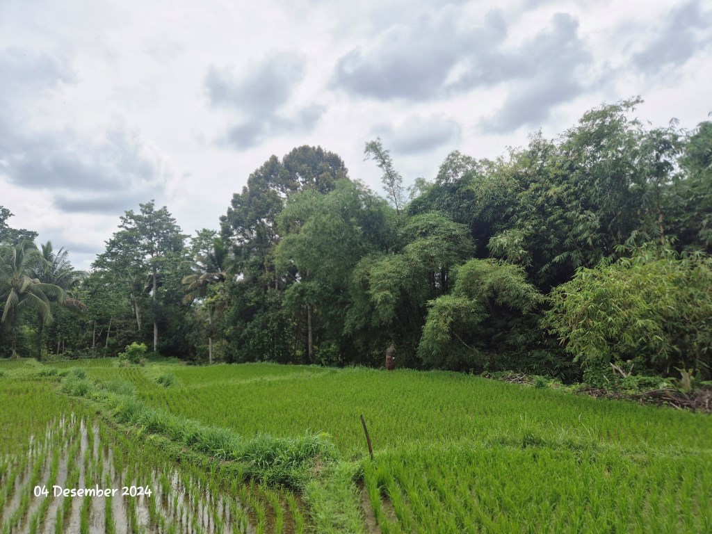 Ubud,Bali,Indonesia,Land,MLS ID 1897