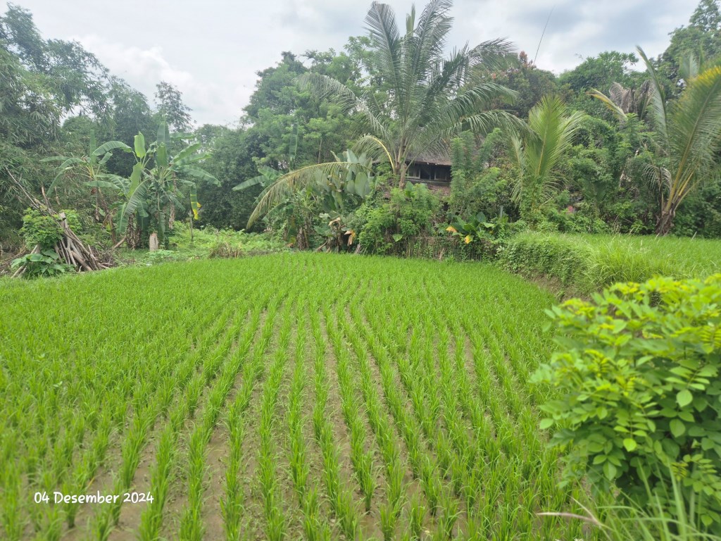 Ubud,Bali,Indonesia,Land,MLS ID 1897