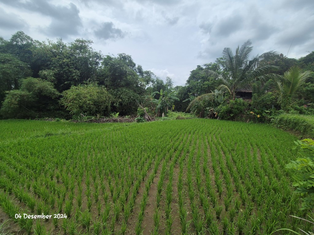 Ubud,Bali,Indonesia,Land,MLS ID 1897