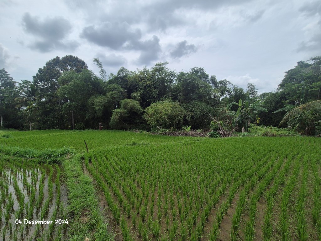 Ubud,Bali,Indonesia,Land,MLS ID 1897