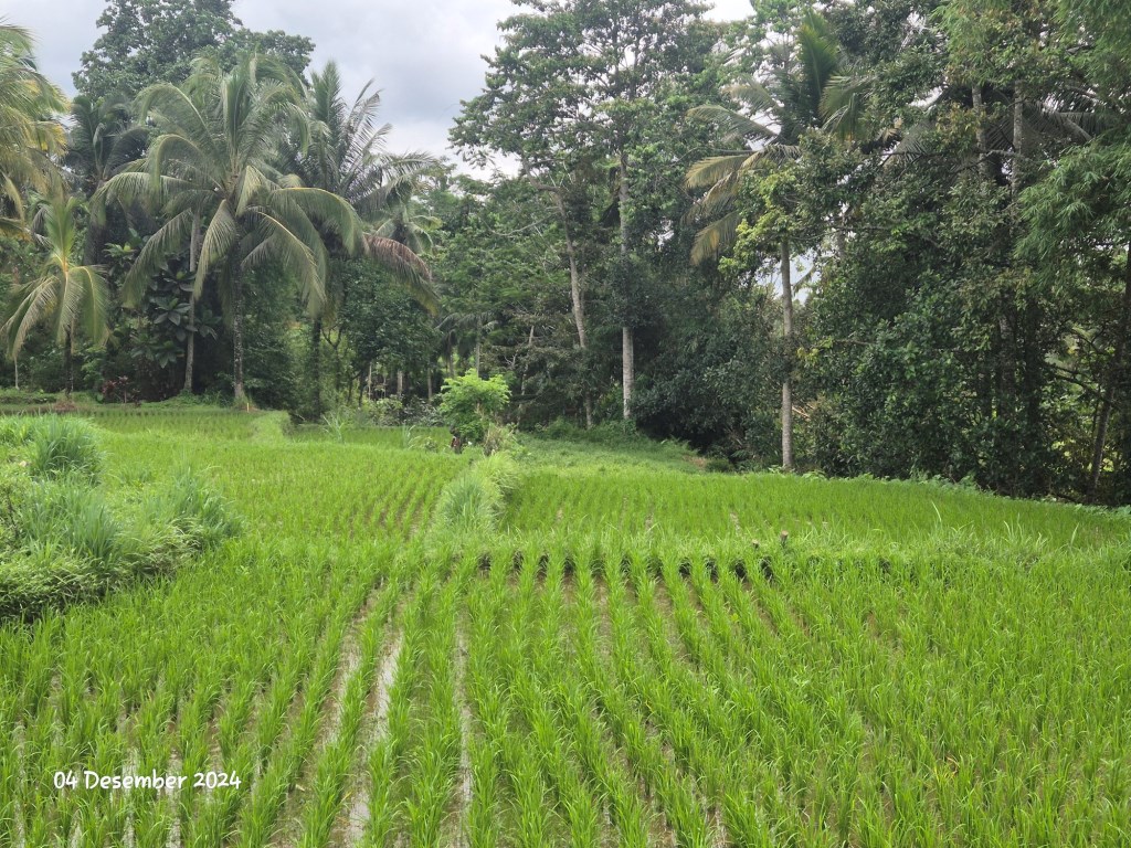 Ubud,Bali,Indonesia,Land,MLS ID 1897