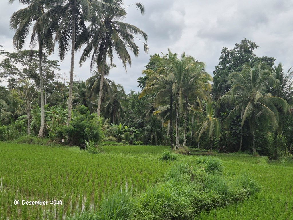 Ubud,Bali,Indonesia,Land,MLS ID 1897