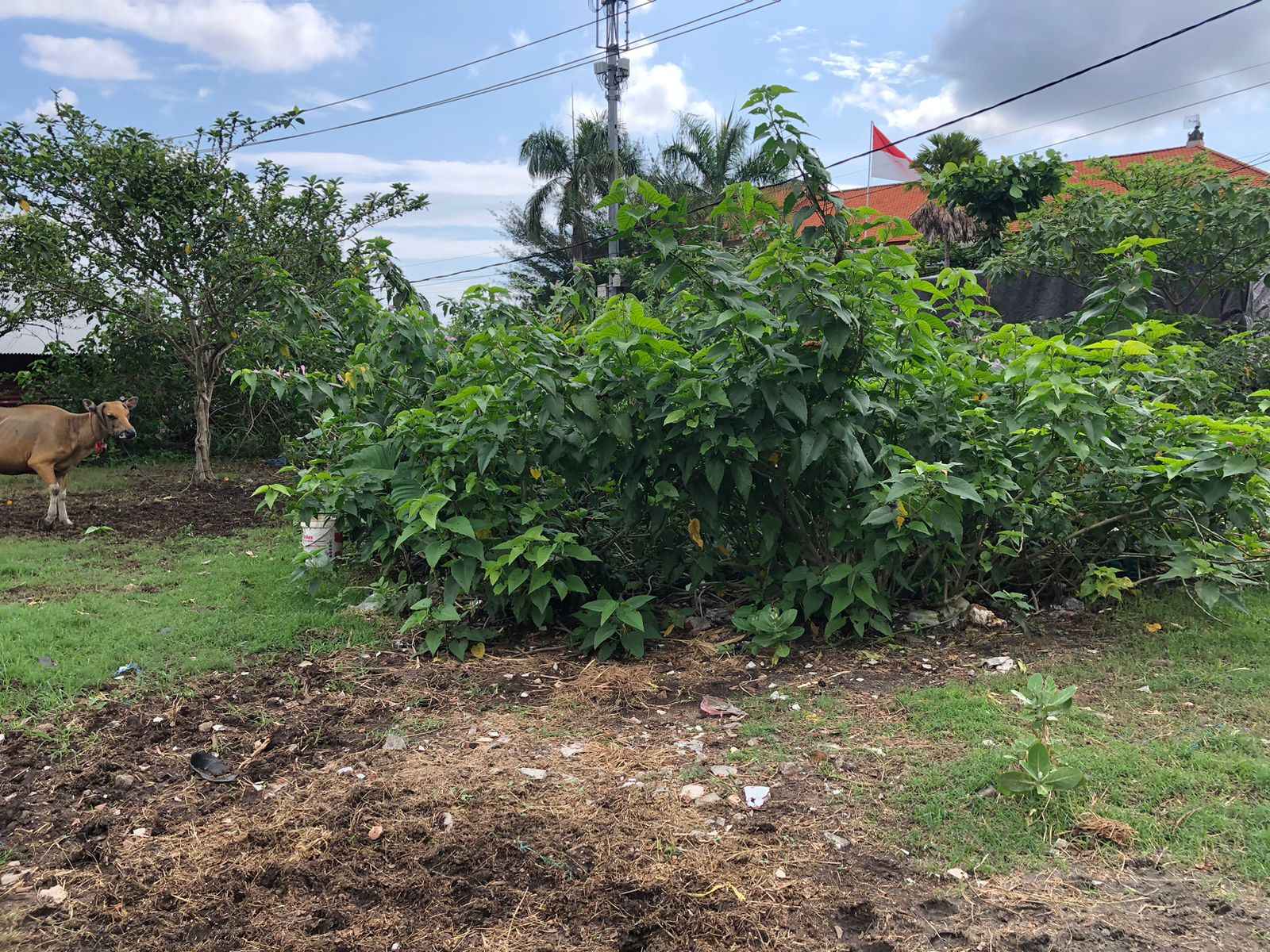 Denpasar,Bali,Indonesia,Land,MLS ID 2095