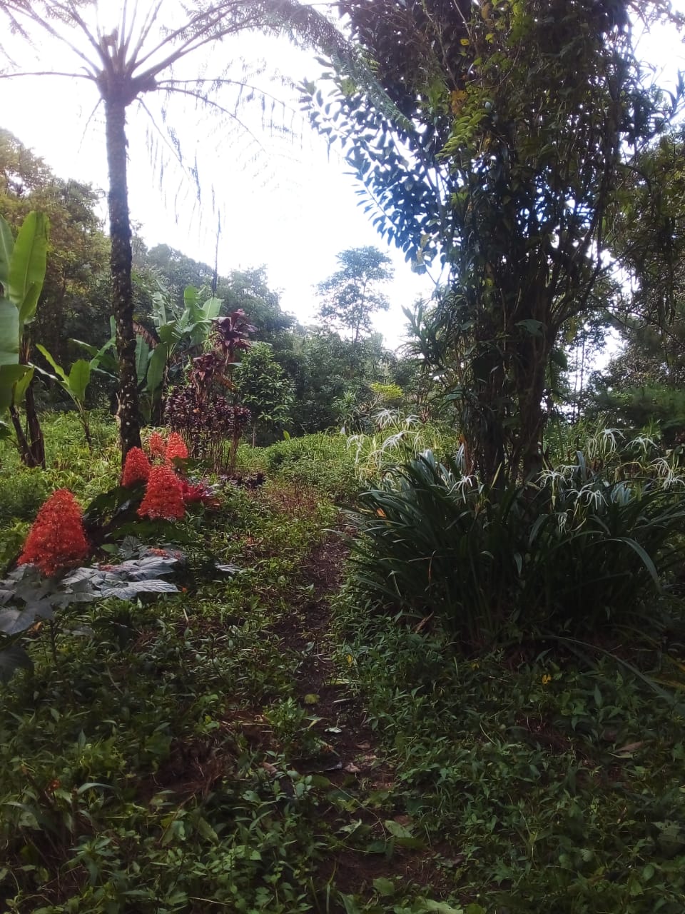 Buleleng,Bali,Indonesia,Land,MLS ID 2107