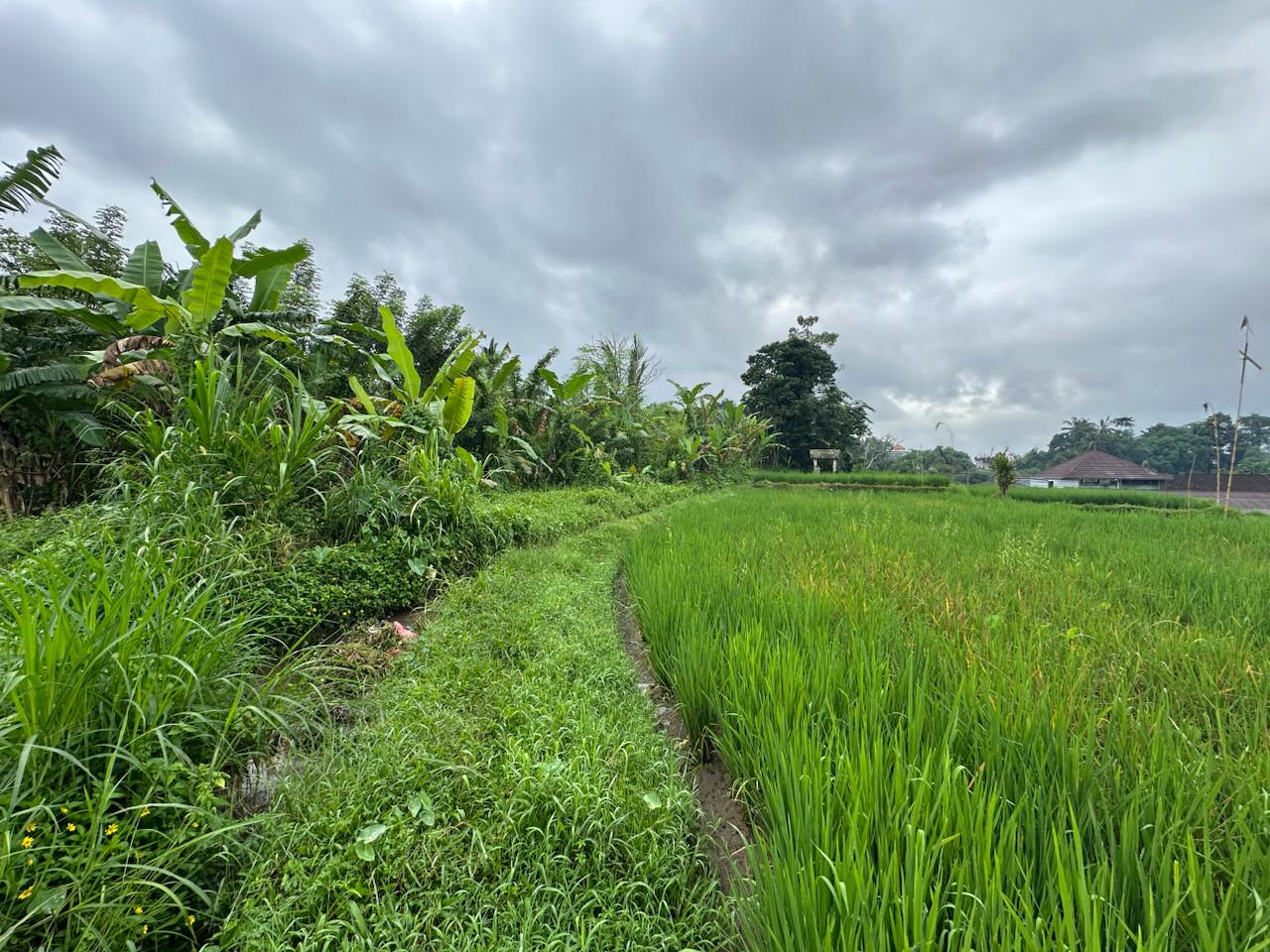 Gianyar,Bali,Indonesia,Land,MLS ID 2133