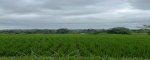 Gianyar,Bali,Indonesia,Land,MLS ID 2133