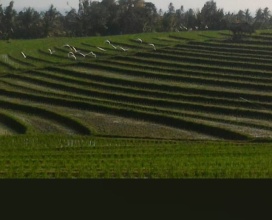 Tabanan,Bali,Indonesia,Land,MLS ID 2145