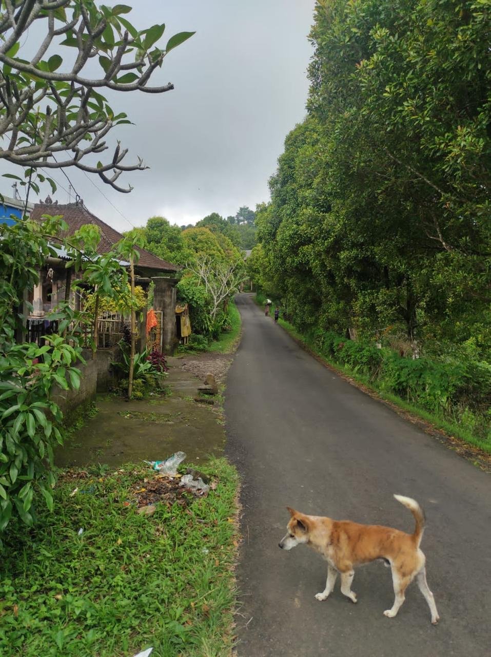 Buleleng,Bali,Indonesia,Land,MLS ID 2247