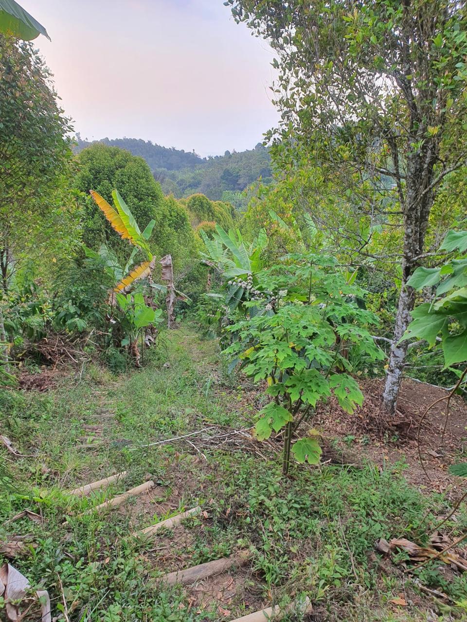 Buleleng,Bali,Indonesia,Land,MLS ID 2247