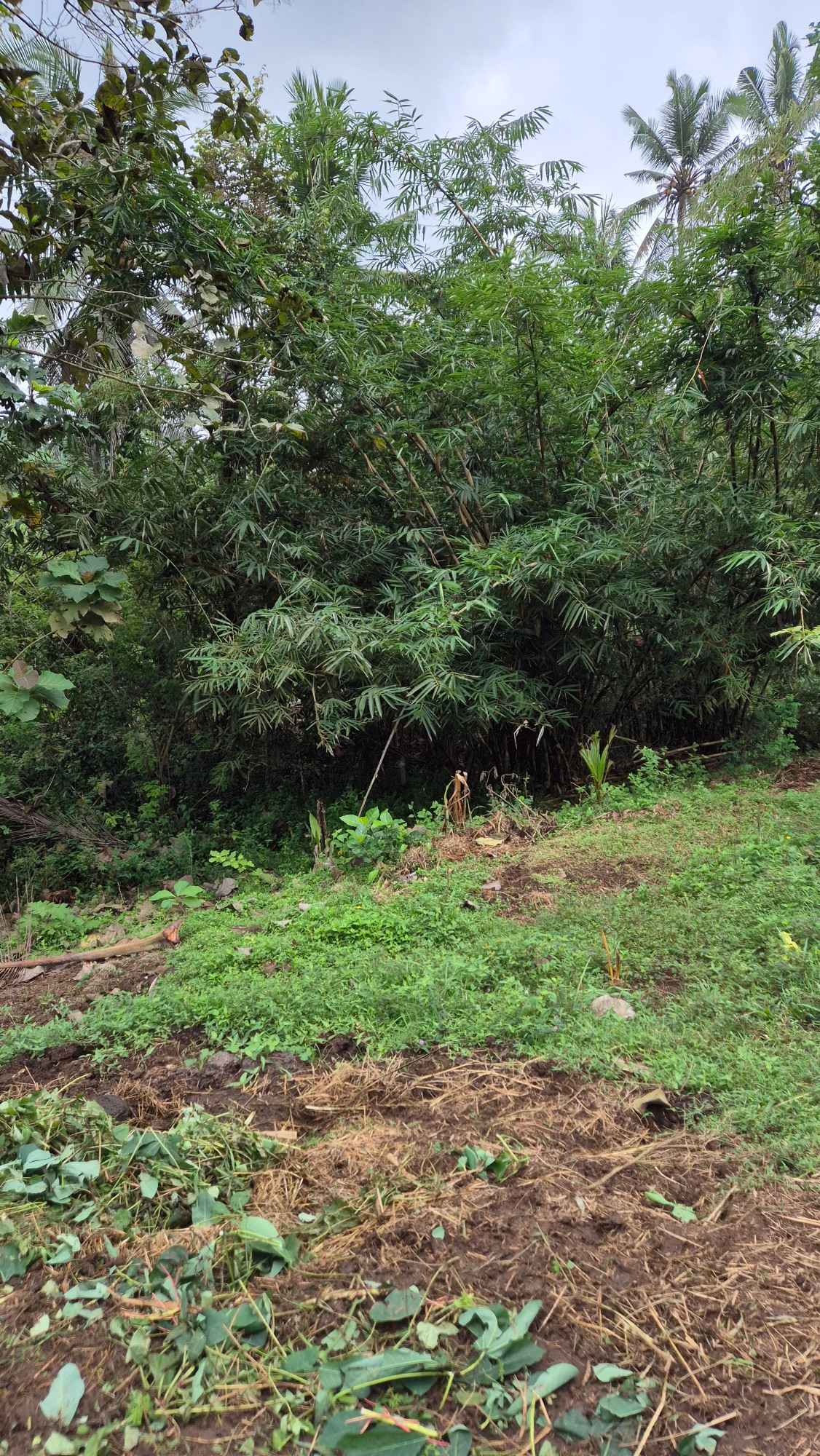 Tabanan,Bali,Indonesia,Land,MLS ID 2250