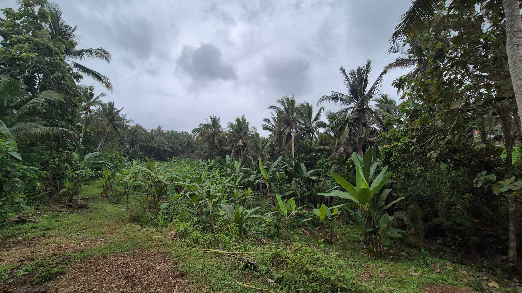Tabanan,Bali,Indonesia,Land,MLS ID 2250
