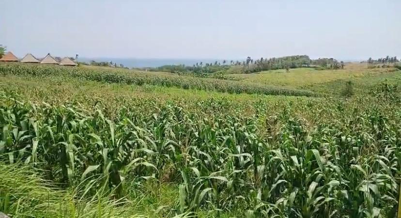 Tabanan,Bali,Indonesia,Land,MLS ID 2314
