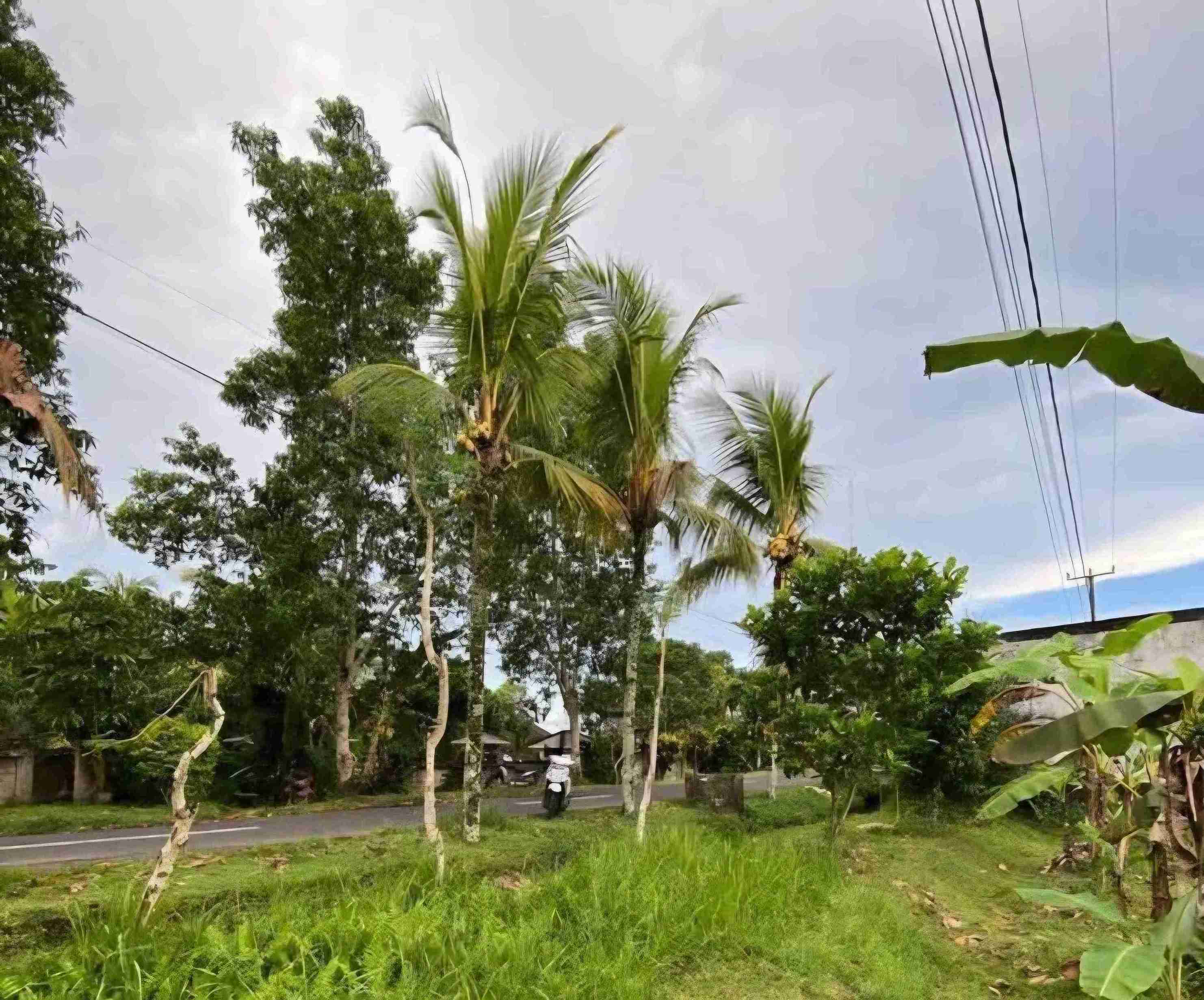 Tabanan,Bali,Indonesia,Land,MLS ID 2384