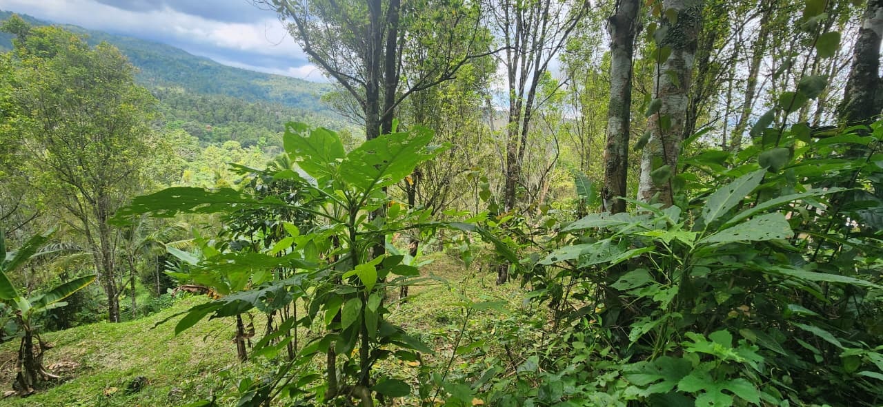 Buleleng,Bali,Indonesia,Land,MLS ID 2522