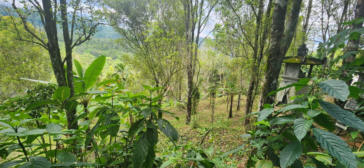 Buleleng,Bali,Indonesia,Land,MLS ID 2522