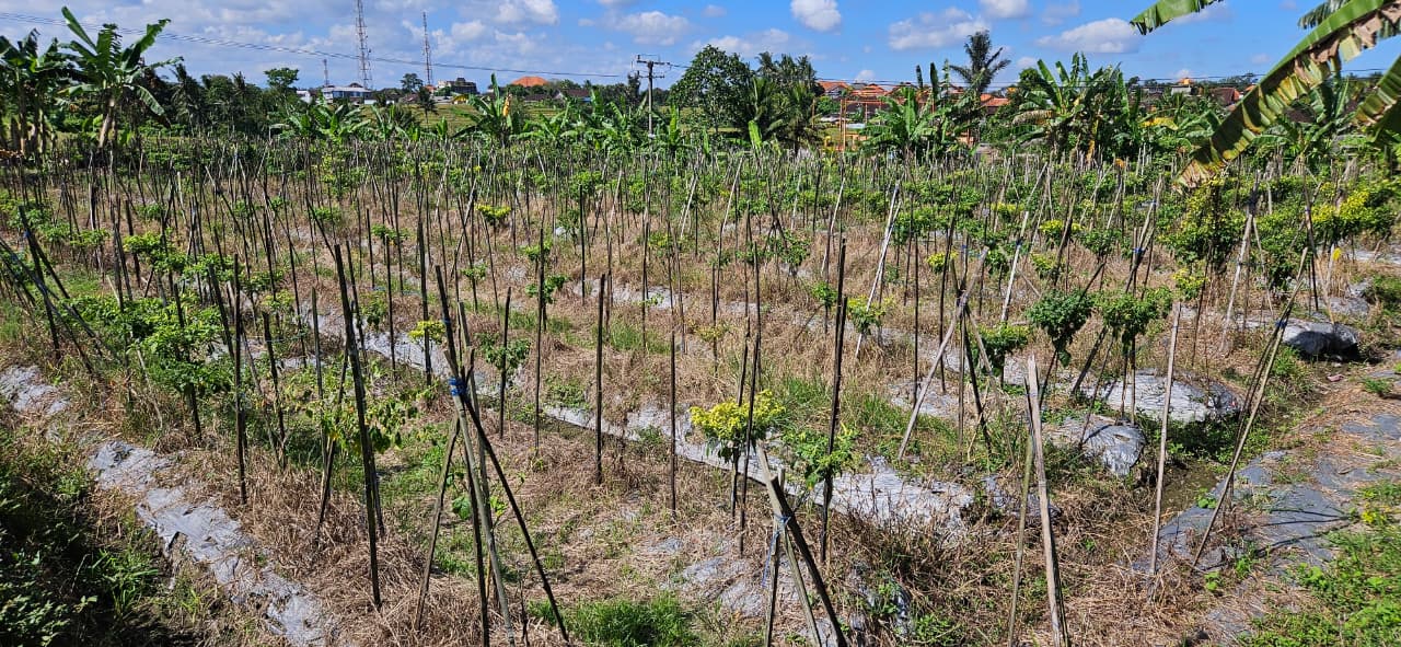 Mengwi,Bali,Indonesia,Land,MLS ID 2535